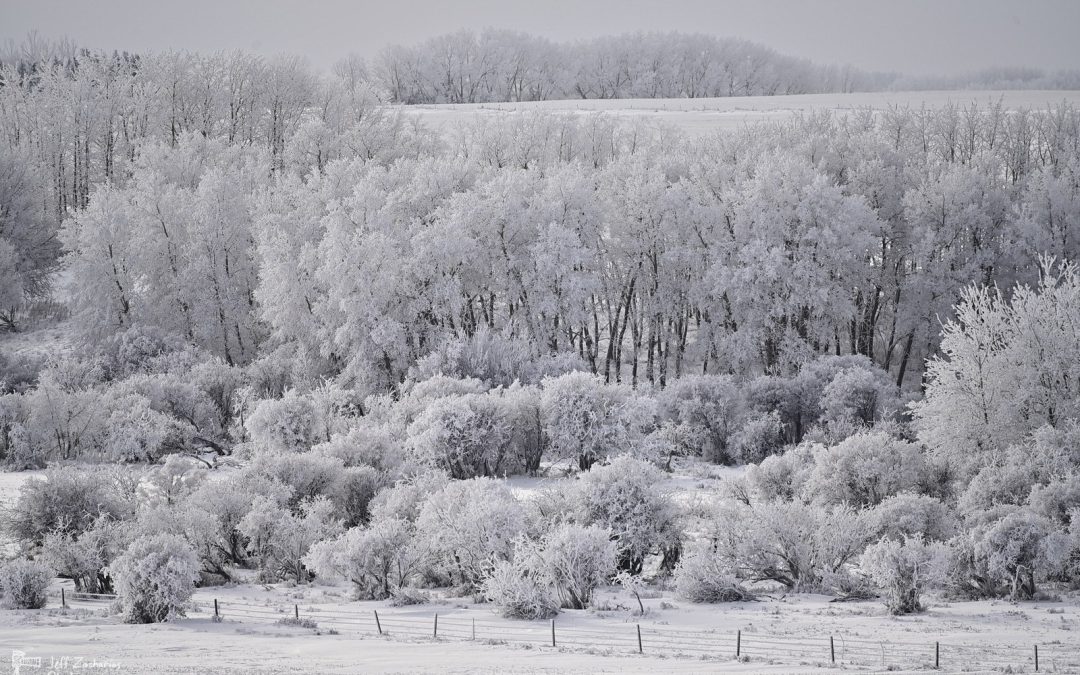 Winter in Rural Alberta