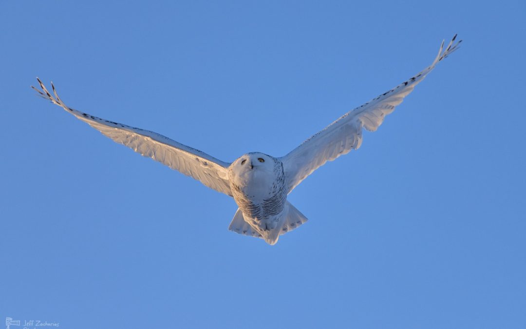 Snowy Owls