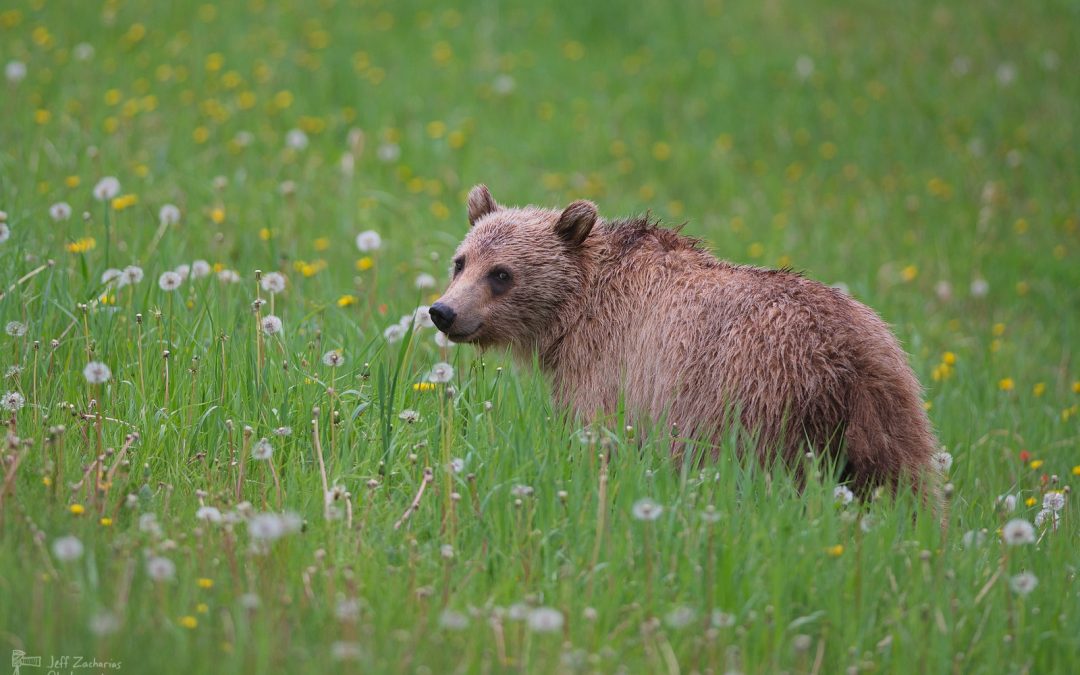 Grizzlies and Dandelions