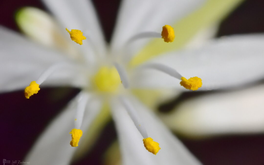 Extreme closeup of indoor flowers