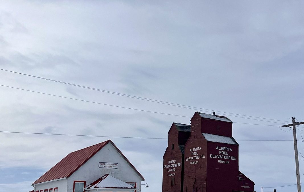 Searching for Snowy Owls